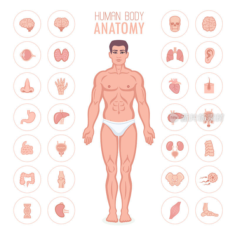 Human body and organs diagram